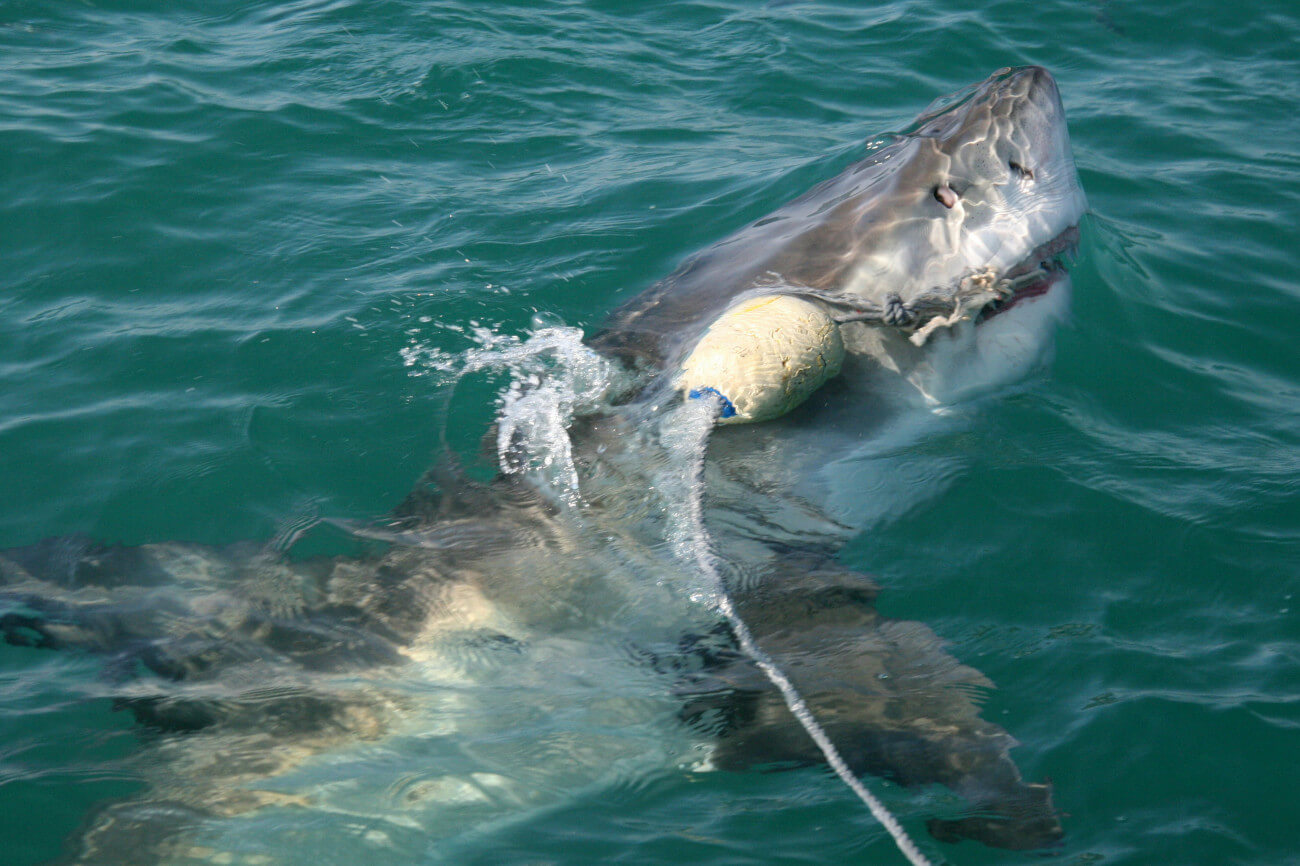 Shark Fishing Image