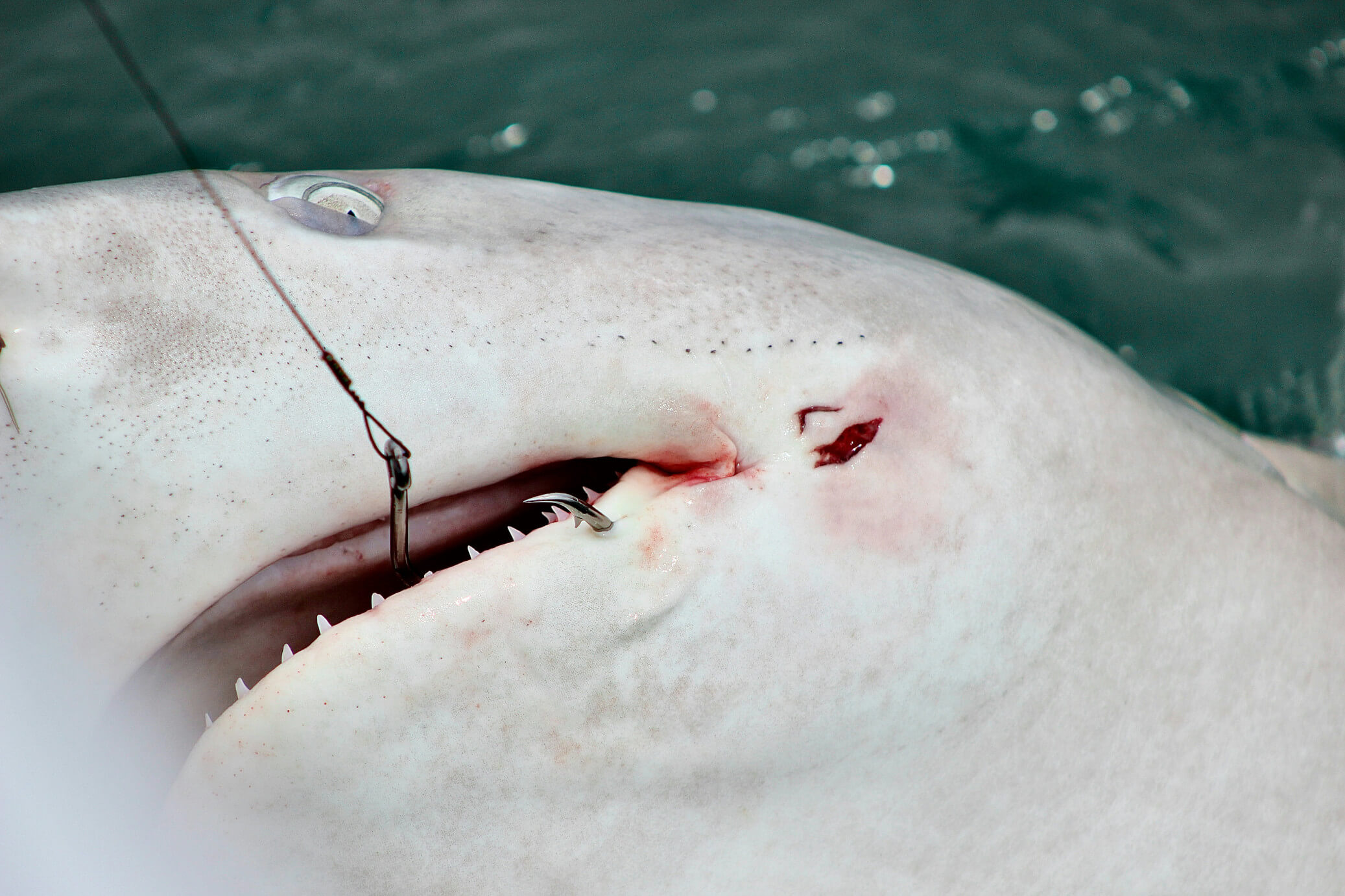 Shark Fishing Image