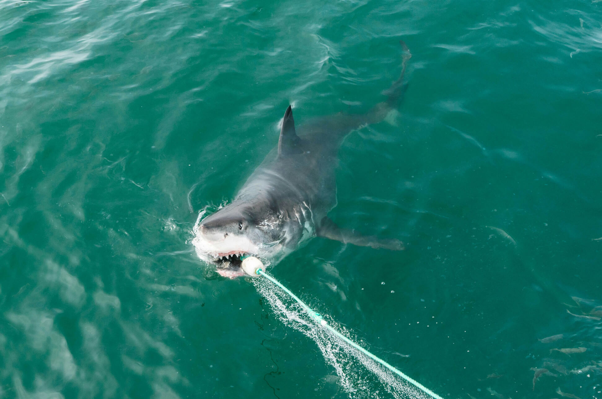 Shark Fishing Image